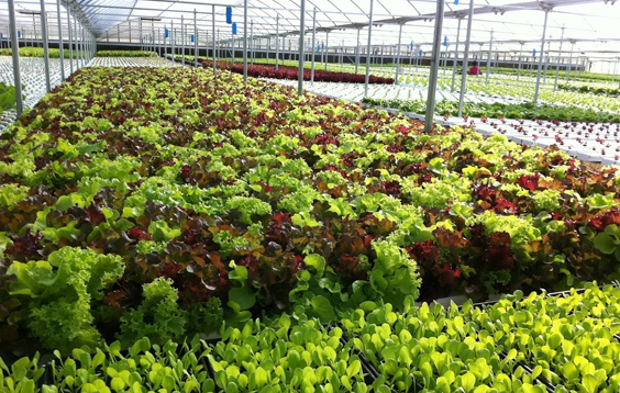 Green View Hydroponics