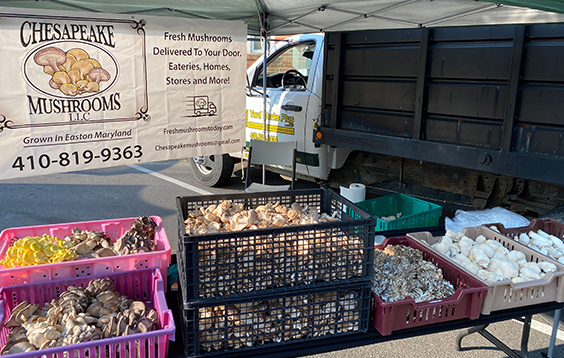 Chesapeake Mushrooms